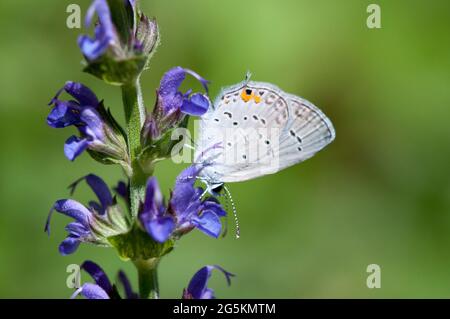 Blauer Schmetterling mit Ostschwanzmotiv ((Everes comyntas) Stockfoto