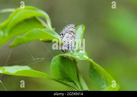 Blauer Schmetterling (Leptotes Marina) Stockfoto