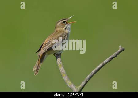 Sedge-Waldsänger (Acrocephalus schoenobaenus), sitzend auf einem Ast und singend, Burgenland, Österreich, Europa Stockfoto