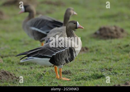 Großgänse (Anser albifrons) auf einer Wiese stehend, Bislicher Insel, Nordrhein-Westfalen, Deutschland, Europa Stockfoto