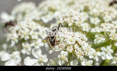 Ameise auf Blume. Schwarze Gartenameisen auf weißen Blumen. Lasius niger. Schönheit in der Natur. Stockfoto