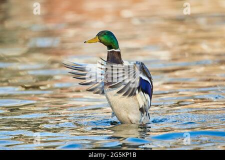 Mallard (Anas platyrhynchos) Männchen im Wasser, Bayern, Deutschland, Europa Stockfoto