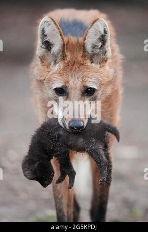 Mähnenwolf (Chrysocyon brachyurus) trägt ein Junge im Mund, Deutschland, Europa Stockfoto