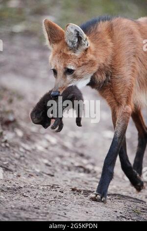 Mähnenwolf (Chrysocyon brachyurus) trägt ein Junge im Mund, Deutschland, Europa Stockfoto