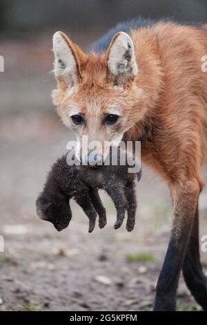 Mähnenwolf (Chrysocyon brachyurus) trägt ein Junge im Mund, Deutschland, Europa Stockfoto