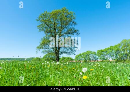 Schwarze Erle (Alnus glutinosa), einsam stehend auf einer Wiese, Thüringen, Deutschland, Europa Stockfoto