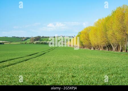 Kulturlandschaft, Getreidefeld und gebrochene Weiden (Salix fragilis), im Frühjahr, Thüringen, Deutschland, Europa Stockfoto