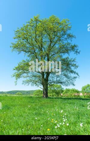 Schwarze Erle (Alnus glutinosa), einsam stehend auf einer Wiese, Thüringen, Deutschland, Europa Stockfoto