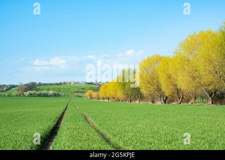 Kulturlandschaft, Getreidefeld und gebrochene Weiden (Salix fragilis), im Frühjahr, Thüringen, Deutschland, Europa Stockfoto