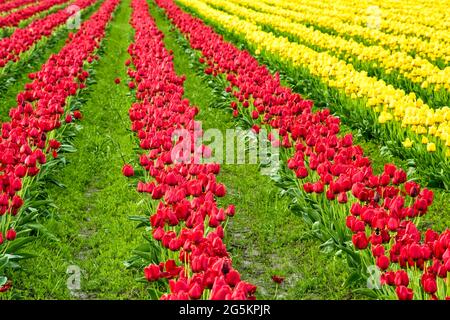 Reihen geschlossener roter und gelber, farbenprächtiger Tulpen in einem Feld mit abnehmenden Linien und grünem Gras Stockfoto