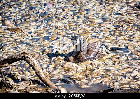 Tote Fische schwimmen im Teich und kranke Gans schwimmen in Traurigkeit nach dem Entwässerungs- und Baggerarbeiten am Royal Lake Park in Fairfax, Virginia Stockfoto