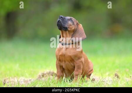 Hannoverscher Schweißhund (Canis lupus familiaris), Welpe 9 Wochen alt, Siegerland, Nordrhein-Westfalen, Deutschland, Europa Stockfoto