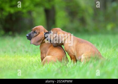 Hannoverscher Schweißhund (Canis lupus familiaris), Welpen im Alter von 9 Wochen, Siegerland, Nordrhein-Westfalen, Deutschland, Europa Stockfoto