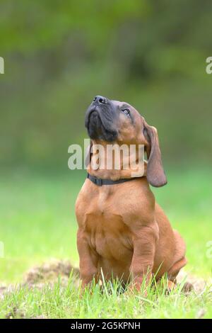 Hannoverscher Schweißhund (Canis lupus familiaris), Welpe 9 Wochen alt, Siegerland, Nordrhein-Westfalen, Deutschland, Europa Stockfoto