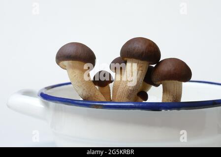 Piappino, südliche Feldpilze, essbarer Pilz in Schale Stockfoto