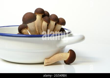 Piappino, südliche Feldpilze, essbarer Pilz in Schale Stockfoto