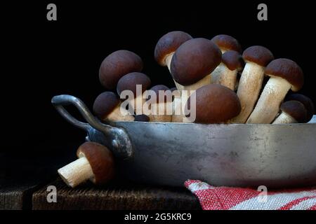 Piappino, südliche Feldpilze, essbarer Pilz in Schale Stockfoto