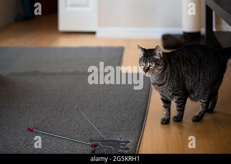 Uninteressierte junge tabby Katze spielt mit Zauberstab Spielzeug im Wohnzimmer zu Hause auf Teppich Boden suchen Stockfoto