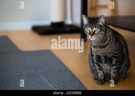 Uninteressierte graue tabby Katze spielt mit Zauberstab Spielzeug im Wohnzimmer zu Hause auf Teppich Boden suchen Stockfoto