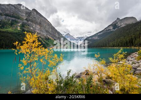 Blick auf den Mount Victoria, Spiegelung im türkisfarbenen Bergsee Lake Louise, Büsche mit gelben Herbstfarben, Ebene der sechs Gletscher, in der Nähe des Lake Lou Stockfoto