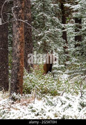 Amerikanischer Elch (Cervus canadensis), Rehe im verschneiten Wald, Jasper National Park, British Columbia, Kanada, Nordamerika Stockfoto