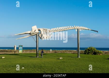 Buckelwal-Skelett in Morro Jable, Fuerteventura, Kanarische Inseln, Spanien, Europa Stockfoto