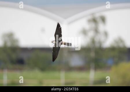 Eurasischer Hobbyfalke für Steineflüe Stockfoto