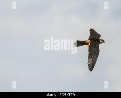 Eurasischer Hobbyfalke für Steineflüe Stockfoto