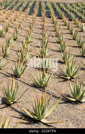 Feld mit Aloe Vera Pflanzen, Fuerteventura, Kanarische Inseln, Spanien, Europa Stockfoto