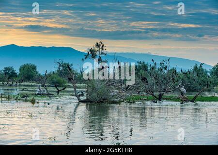 Kormorane (Phalacrocoracidae) sitzen in einem Baum bei Sonnenaufgang, Kerkini-See, Mazedonien, Griechenland, Europa Stockfoto