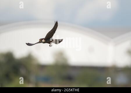 Eurasischer Hobbyfalke für Steineflüe Stockfoto