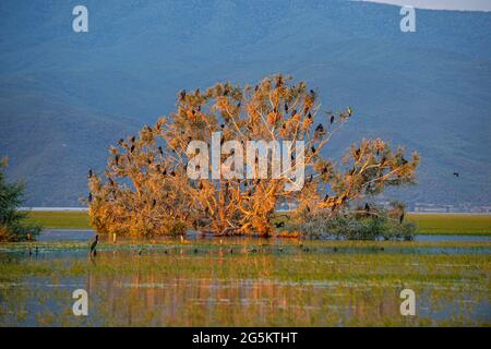 Kormorane (Phalacrocoracidae) sitzen in einem Baum bei Sonnenaufgang, Kerkini-See, Mazedonien, Griechenland, Europa Stockfoto