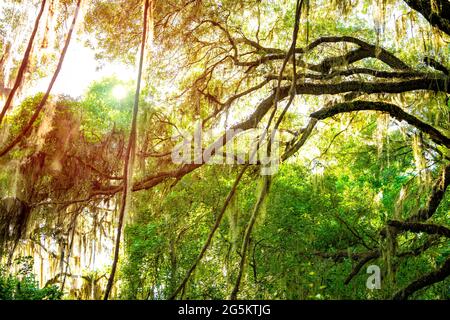 Südlicher lebender Eichenbaum mit Sonneneinstrahlung durch hängendes spanisches Moos im Paynes Preserve State Park in Florida und Sonnenlicht im Hintergrund Stockfoto