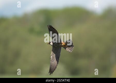 Eurasischer Hobbyfalke für Steineflüe Stockfoto