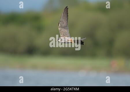 Eurasischer Hobbyfalke für Steineflüe Stockfoto