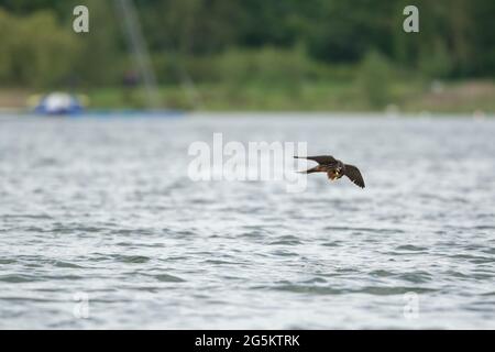 Eurasischer Hobbyfalke für Steineflüe Stockfoto