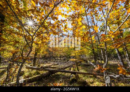 Heller Buchenwald mit Liegeholz im Herbst, Nationalpark Berchtesgaden, Berchtesgadener Land, Oberbayern, Bayern, Deutschland, Europa Stockfoto