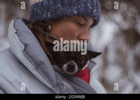 Die niedliche chihuahua bleibt in der Jacke im schneereichen Winter in tschechien warm Stockfoto