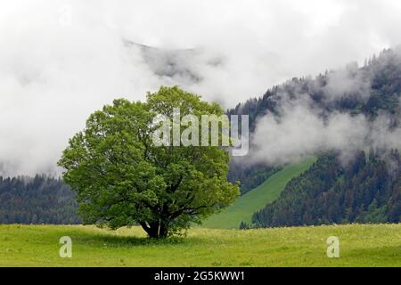 Ahorn (Acer), einsamer Baum auf einer Wiese, Kleinwalsertal, Vorarlberg, Österreich, Europa Stockfoto