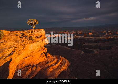 Sonnenuntergang auf einsamen Bäumen auf Klippen in der Wüste, Canyonlands National Park Utah Stockfoto