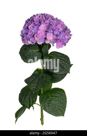 Seitenansicht der Hortensia aka Hortensia Blume auf Stiel mit Blättern Stockfoto