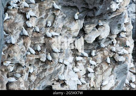 Seevögel, Tölpel-Kolonie (Morus bassanus) auf Klippen, Noss Head, Tölpel, Isle of Noss, Isle of Noss, Shetland Islands, Schottland, Vereinigtes Königreich Gre Stockfoto