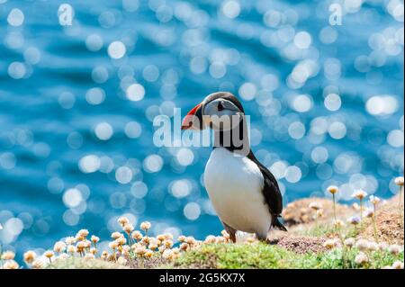 Seevögelchen, Papageitaucher auf einer Klippe über dem glitzernden Meer, auch Papageitaucher (Fratercula arctica), Papageitaucher, Alcidae, Isle of Noss, Isle of Noss, Shetland Islands, Scotla Stockfoto