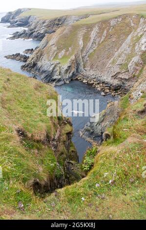 Möwe fliegt über Klippen, zerklüftete Klippen vor der Küste, St Ninian's Isle, Festland, Shetland Islands, Schottland, Vereinigtes Königreich, Europa Stockfoto