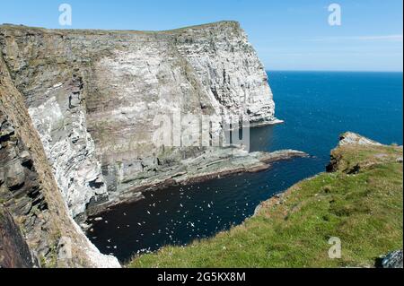 Tausende Seevögel, Tölpel-Kolonie (Morus bassanus) auf Klippen bei Noss Head, Tölpel, Isle of Noss, Isle of Noss, Shetland Islands, Schottland, Uni Stockfoto