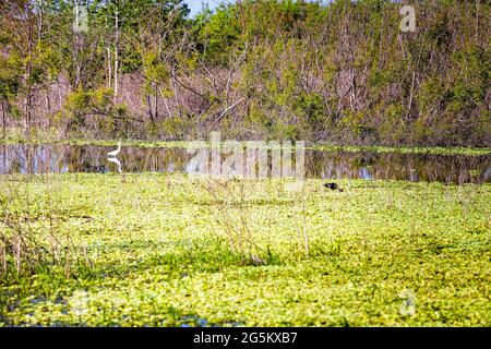 Wilde Vögel stehen im Sumpfwasser auf der Suche nach Nahrung in Gainesville, Florida Paynes Preserve State Park Watershed Stockfoto