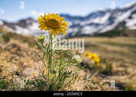 Landschaftsfotos, die während einer Wanderung um den Mount Parnassus, Colorado, aufgenommen wurden Stockfoto