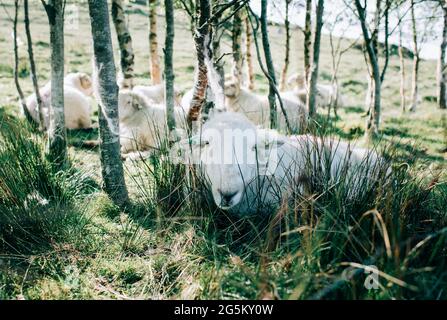 Walisische Bergschafe, die im Snowdonia National Park in der Sonne liegen Stockfoto
