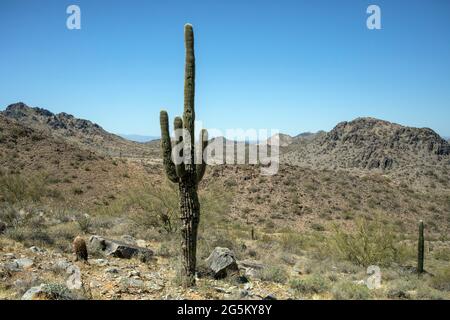 Ein einsamer Saguaro Kaktus verankert dieses Landschaftsfoto des rauen Phoenix Mountain Preserve, das zwischen Phoenix und Scottsdale, Arizona, liegt. KREDIT Stockfoto