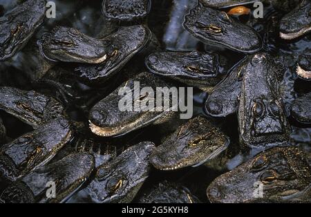 Amerikanischer Alligator, Alligator missipiensis, Kopf der Youngs, die aus dem Wasser auftaucht Stockfoto